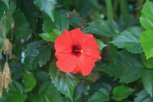 ハワイの花、ハイビスカス満開 ハワイの花、ハイビスカス満開の写真
