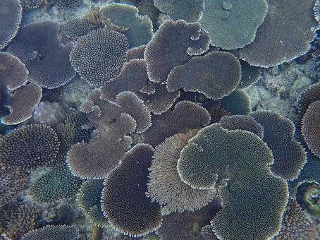 サンゴ礁 サンゴ礁 海,魚,沖縄の写真素材