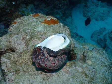 沖縄の海の貝 水中写真,海,海の中の写真素材