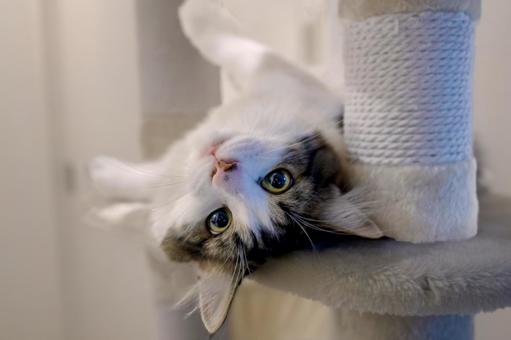 ノルウェージャン ノルウェージャン,ノルウェージャンフォレストキャ,子猫の写真素材