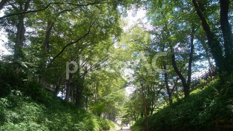 けやき並木_上田城址公園 けやき並木,けやき,ケヤキの写真素材