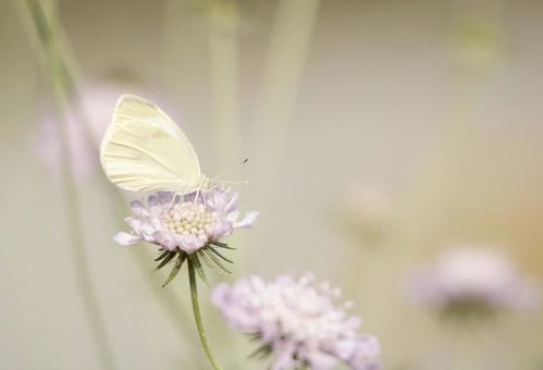 モンシロチョウ 生き物,生物,動物の写真素材