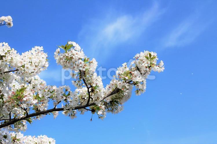 桜　vの字　青空 桜,白い花,春の花の写真素材