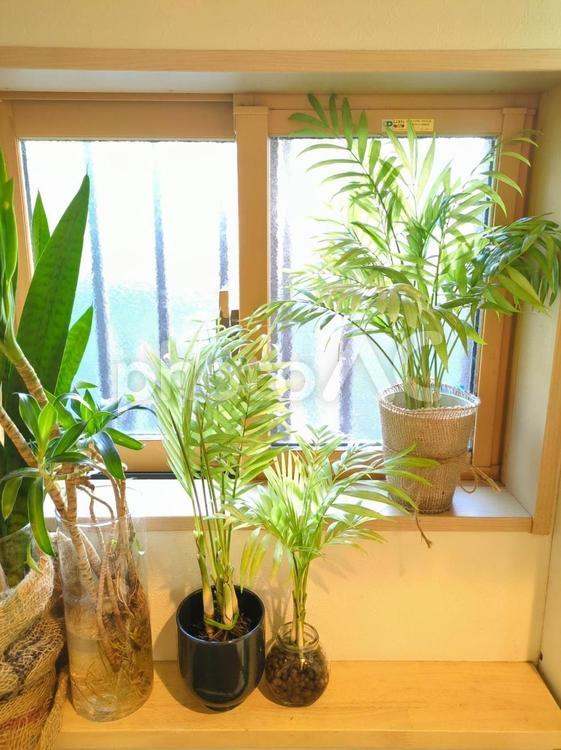観葉植物　テーブルヤシ　抜き苗　水栽培 観葉植物,テーブルヤシ,抜き苗の写真素材