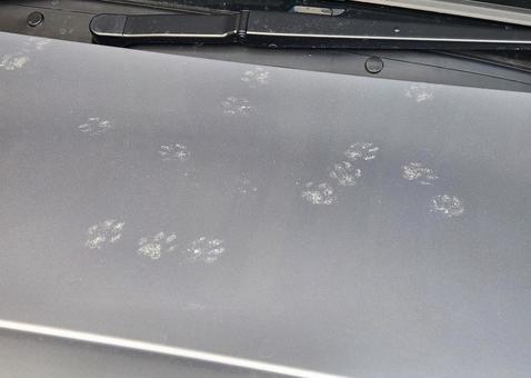 新車に猫の足跡が・・・ 新車に猫の足跡が・・・の写真