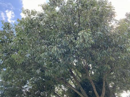 どんぐりの木の写真