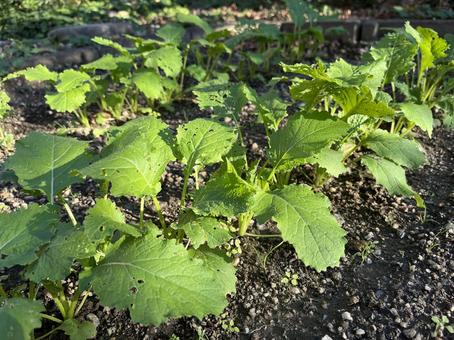 野菜づくりの畑 野菜づくり,畑,蕪の写真素材