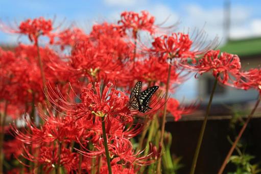 穏やかなる彼岸 彼岸花,ヒガンバナ,ひがんばなの写真素材