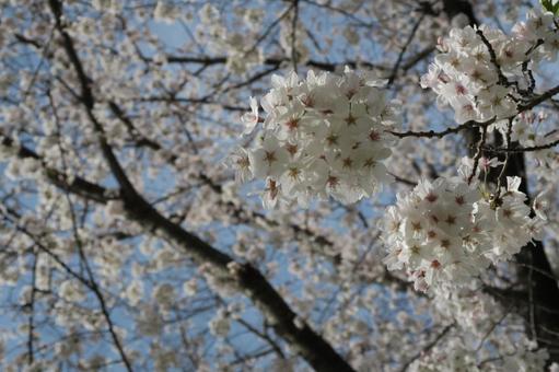 桜 桜の写真