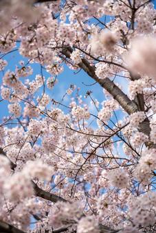 青空に咲き誇る満開の桜 桜,さくら,サクラの写真素材