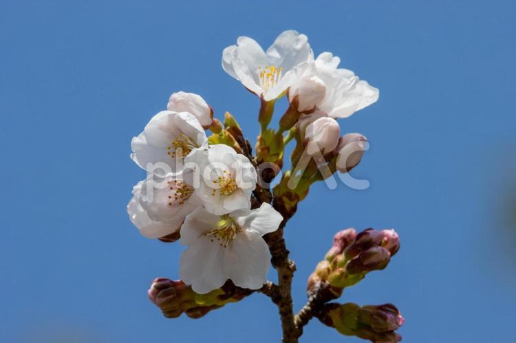 風景素材　咲き始めた鮮やかな桜の花 風景,桜,ソメイヨシノの写真素材