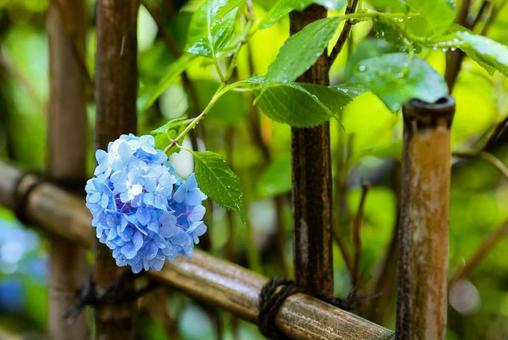 紫陽花 紫陽花の写真
