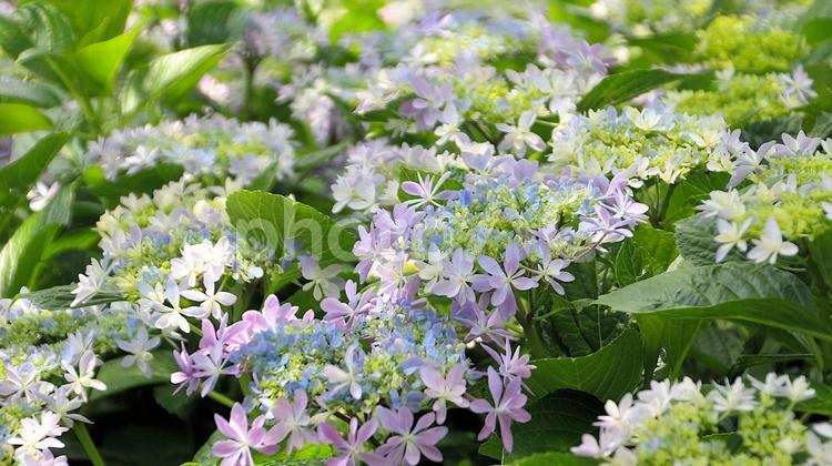 可睡斎のがくあじさい あじさい,紫陽花,梅雨の写真素材