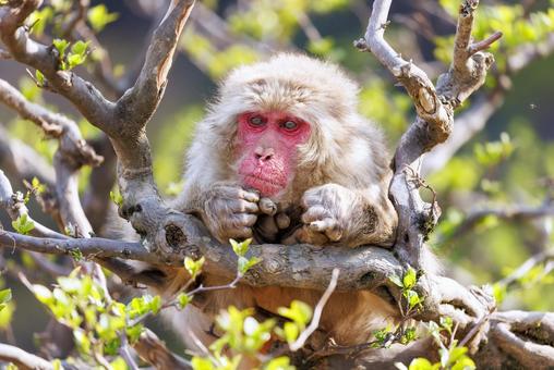 嵐山モンキーパークの猿 嵐山モンキーパーク,動物,ニホンザルの写真素材