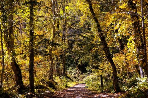 紅葉の森の道 紅葉の森の道 紅葉の森の道,紅葉,道の写真素材