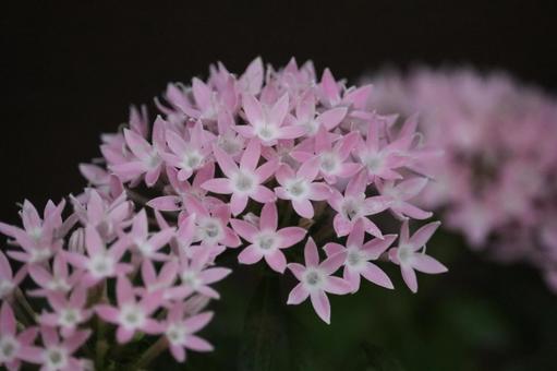 ペンタス 花,植物,草の写真素材