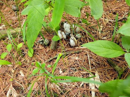上から見る銀龍茸 上から見る銀龍茸の写真