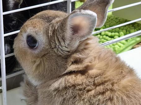 ケージの外のうさぎと中のうさぎ うさぎ,ウサギ,草食動物の写真素材