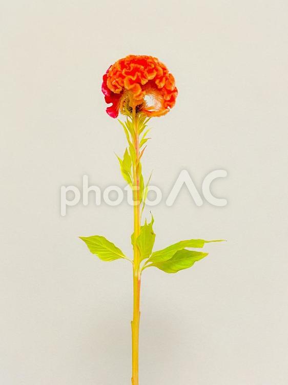鶏頭 鶏頭,赤,植物の写真素材