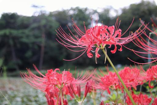 彼岸花の咲く絶景(秋を彩る曼珠沙華) 彼岸花の咲く絶景(秋を彩る曼珠沙華) 彼岸花,曼珠沙華,リコリスの写真素材