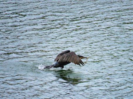 枝を咥えて水面から飛び立つカワウ 枝を咥えて水面から飛び立つカワウ カワウ,野鳥,動物の写真素材