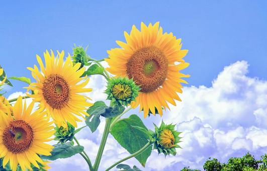 夏の風景/大輪の向日葵の花と夏の空雲 夏の風景/大輪の向日葵の花と夏の空雲 向日葵,夏,大輪の写真素材