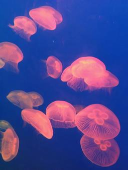 幻想的に輝くクラゲたち 幻想的に輝くクラゲたち クラゲ,海洋生物,水族館の写真素材