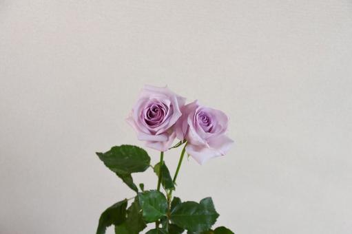 紫のばら 紫のばらの写真