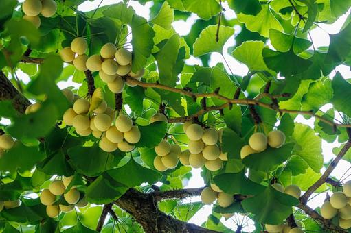 イチョウの葉と銀杏の実 イチョウの葉と銀杏の実 植物,自然,葉の写真素材