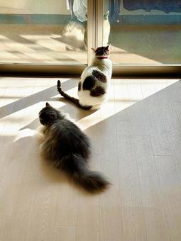 今日はいい天気よ 猫,ねこ,catの写真素材