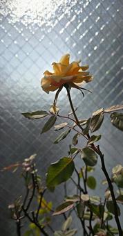 冬のバラ 冬のバラ バラ,ミニバラ,薔薇の写真素材