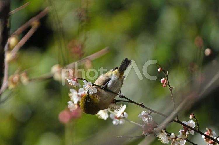 白梅の蜜を吸うメジロ メジロ,目白,小鳥の写真素材