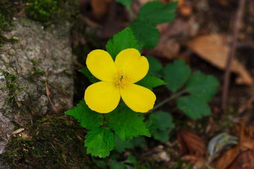 ヤマブキソウ⑨の写真