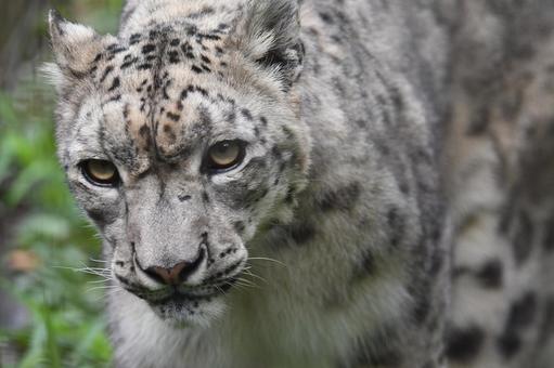 ユキヒョウ_5 ユキヒョウ,ヒョウ,豹の写真素材