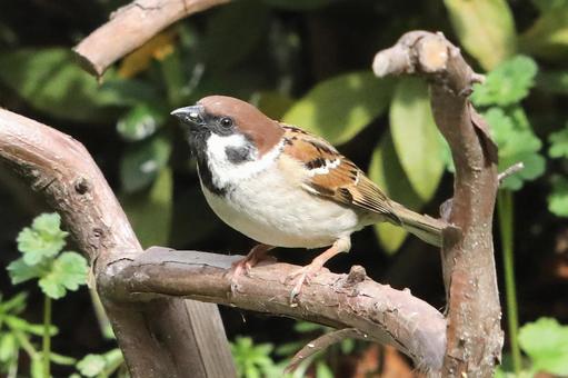 とまり木のスズメ 自然,野鳥,小鳥の写真素材