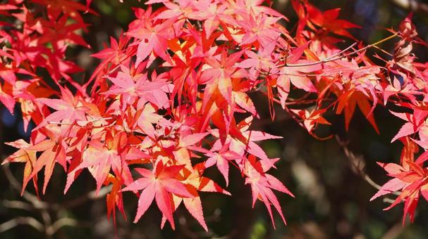 秋の亀山湖・カエデの紅葉（千葉県君津市） 秋,亀山湖,紅葉の写真素材