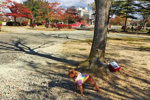 開成山公園 開成山公園 開成山公園の写真素材