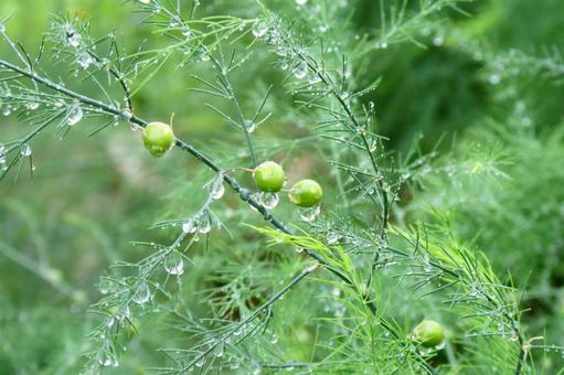 「雫の森」 「雫の森」の写真