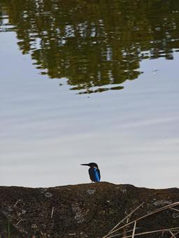 水辺の青い鳥カワセミ カワセミ,川蝉,野鳥の写真素材
