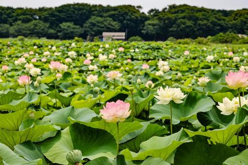 唐比ハス園 唐比ハス園の写真