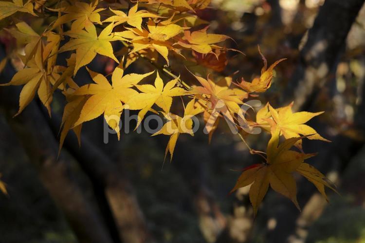 日本庭園のもみじ　 紅葉,秋,もみじの写真素材