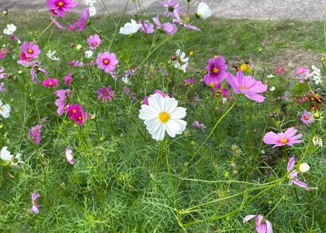 コスモス_ピンク・白B_711C 花,コスモス,ピンクの写真素材