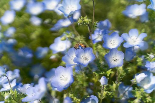 春のネモフィラと蜜を集める蜂① 春のネモフィラと蜜を集める蜂① ネモフィラ,青い花,花の写真素材
