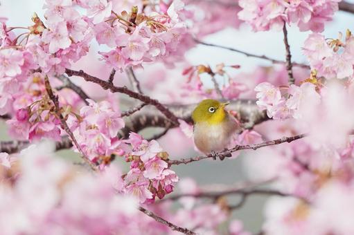 Kawazu cherry blossoms and white-eye, JPG