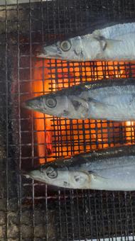 秋刀魚(さんま)を炭火で網焼き 秋刀魚(さんま)を炭火で網焼き さんま,サンマ,秋刀魚の写真素材