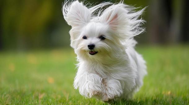 緑の芝生を元気よく走るマルチーズ・小型犬 緑の芝生を元気よく走るマルチーズ・小型犬の写真