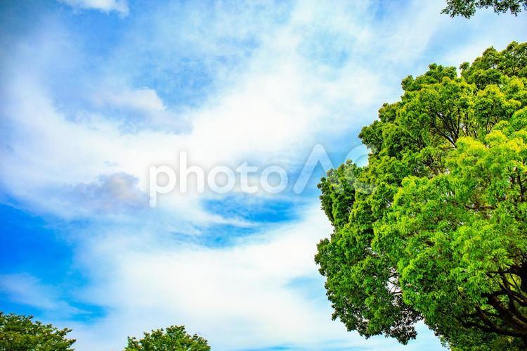 青空と雲と木 自然,明るい,屋外の写真素材