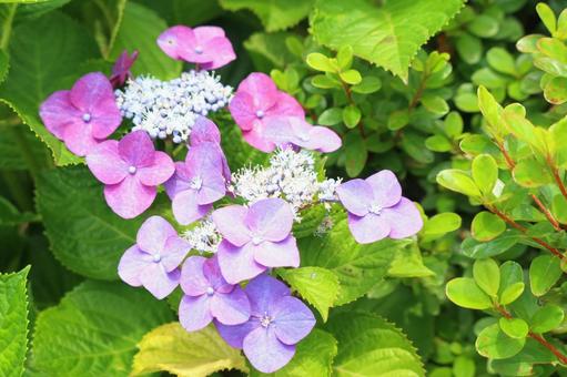 あじさい hydrangea あじさい hydrangeaの写真