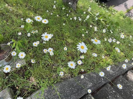 マーガレット マーガレット マーガレット,白い花,花の写真素材