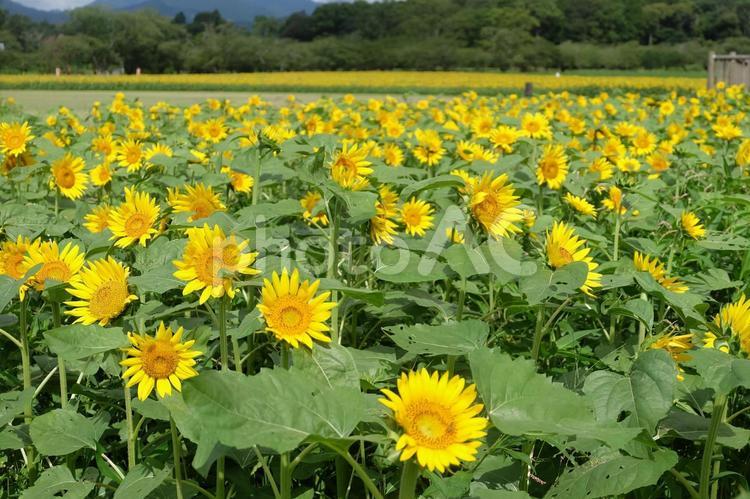 きれいに並んだヒマワリ ヒマワリ,向日葵,夏の写真素材